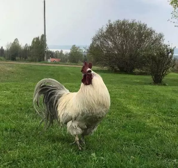 ホテル Det Gamla Panget
