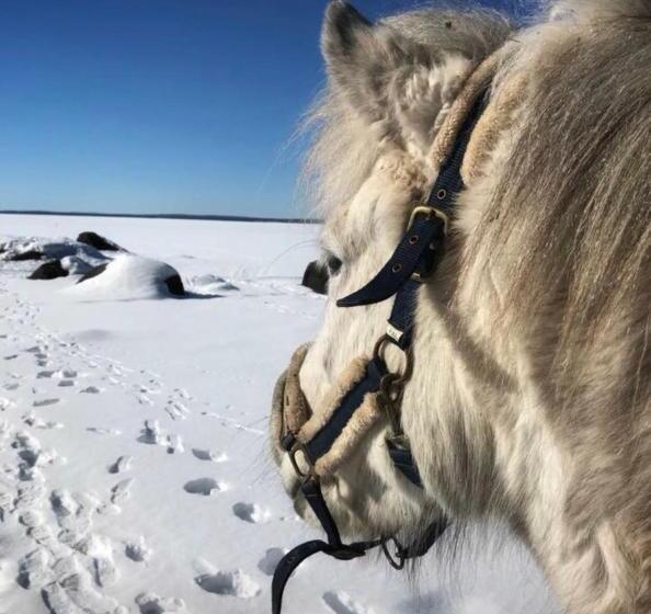 هتل Det Gamla Panget