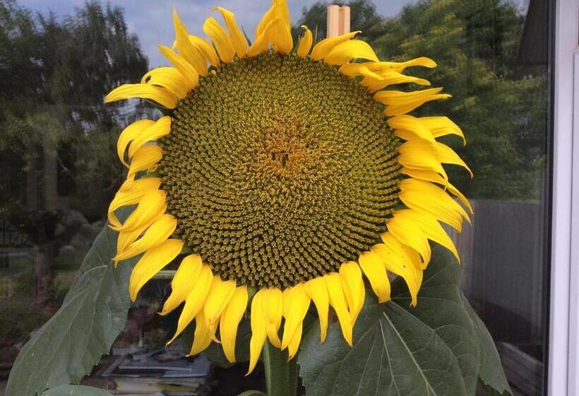 פנסיון The Firs At Hay On Wye B&b