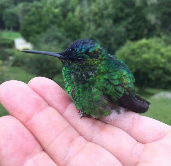 ベッドアンドブレックファースト Pousada Kolibri