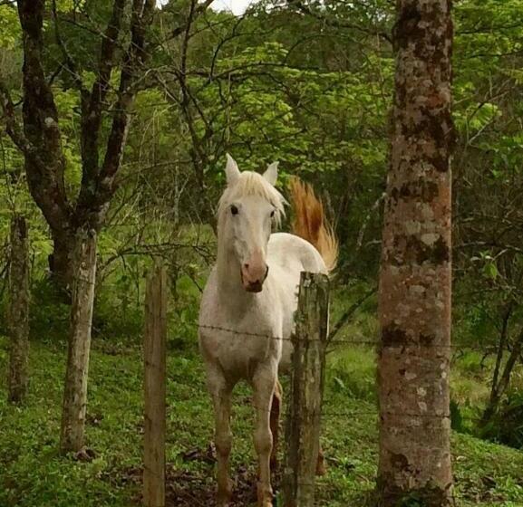 ベッドアンドブレックファースト Pousada Kolibri
