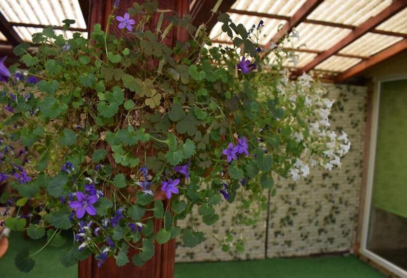 پانسیون Cluj Center 2