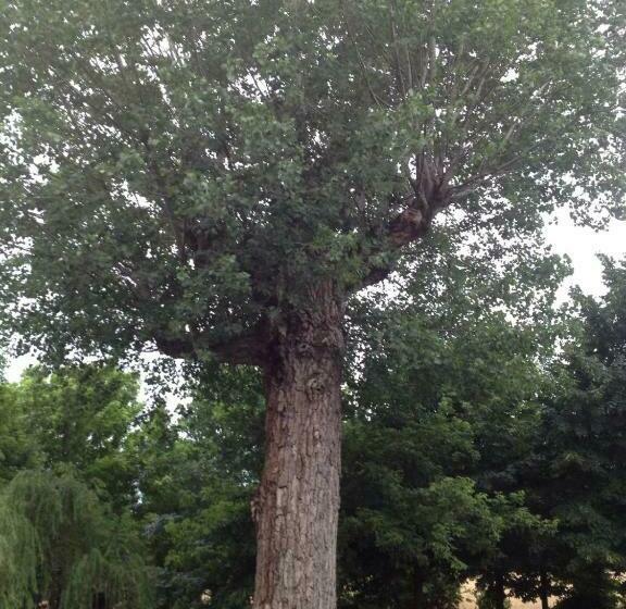 Aamiaismajoitus (B&B) Il Boschetto Di Morgana