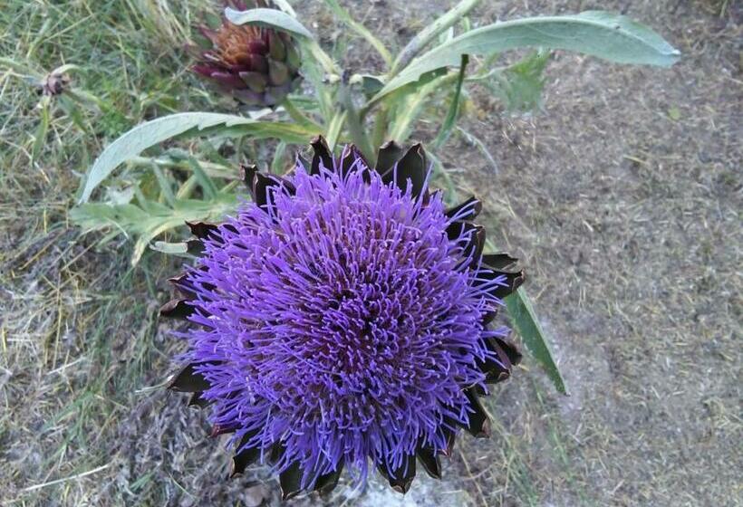 Aamiaismajoitus (B&B) Il Boschetto Di Morgana