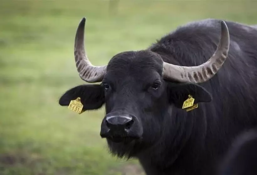 Gasterij Hotel Dennenoord