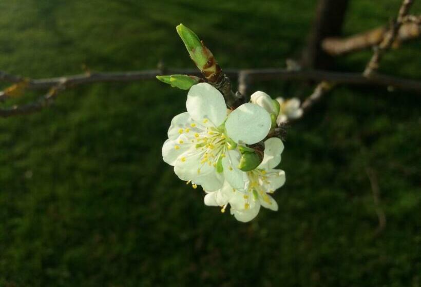 호스텔 Gästehaus Laienhof