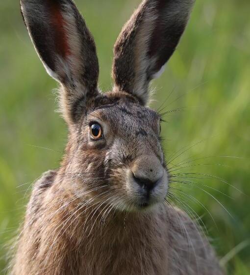 Bed and Breakfast Bawdsey Hall