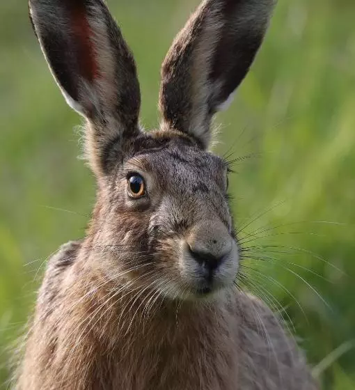 Aamiaismajoitus (B&B) Bawdsey Hall