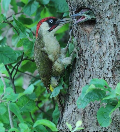 Bed and Breakfast Bawdsey Hall