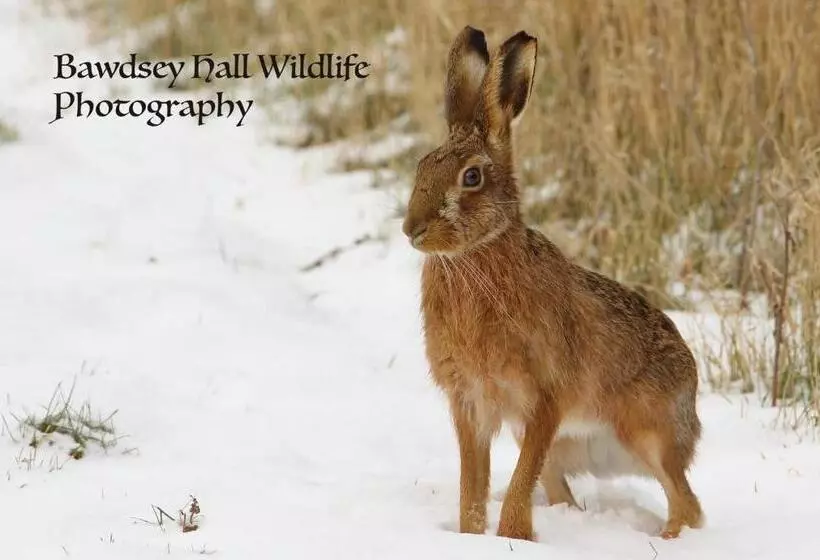 Aamiaismajoitus (B&B) Bawdsey Hall