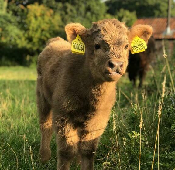 Bed and Breakfast The Earsdon Annexe