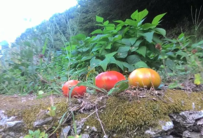 Aamiaismajoitus (B&B) A Pastaiola