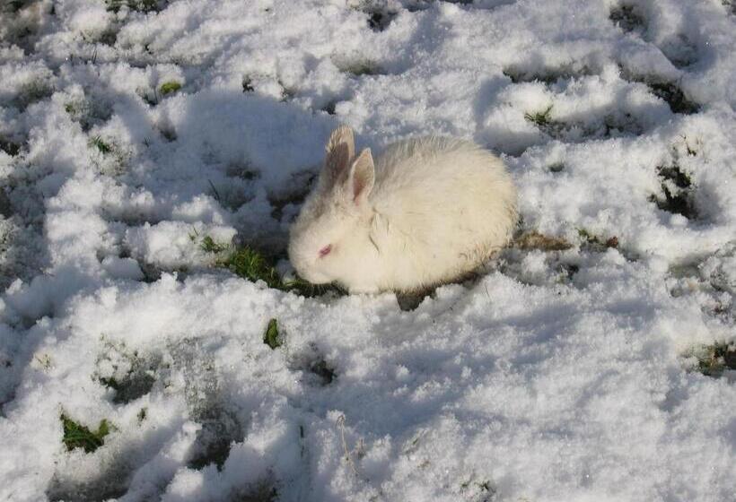 تختخواب و صبحانه Comme à La Ferme