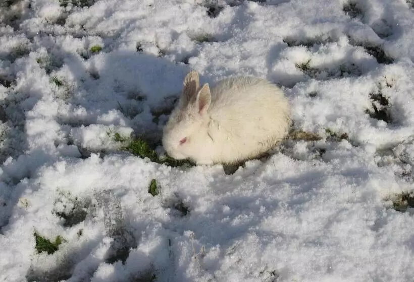 تختخواب و صبحانه Comme à La Ferme