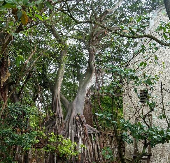 Bed and Breakfast Seven Gables