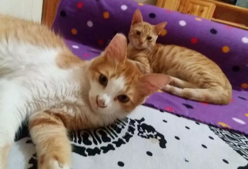 پانسیون Fur, Purr & Pool