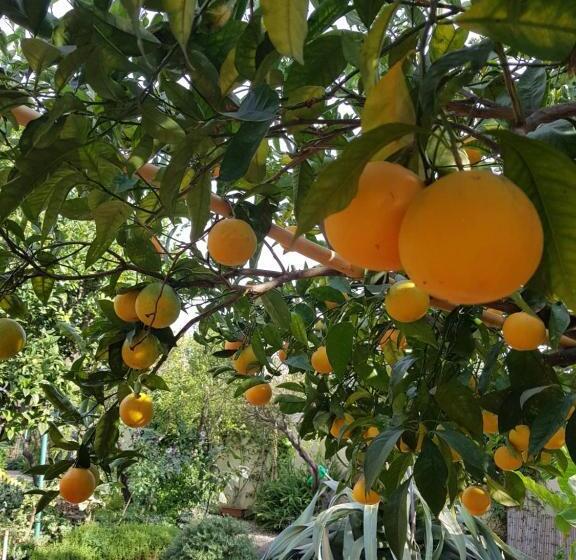 膳宿费 L Agrumeto Segreto