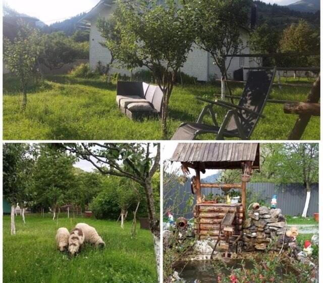 پانسیون Casa Firuta Borsa