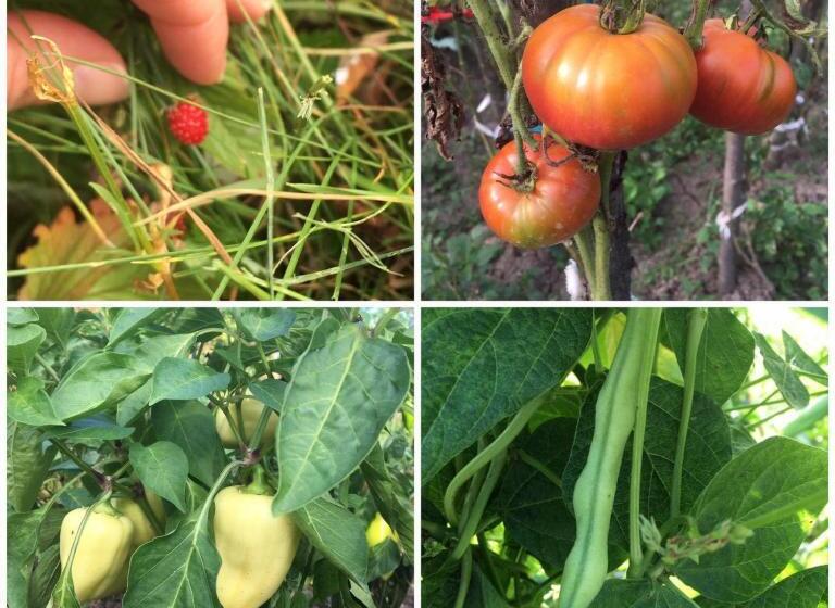 پانسیون Casa Firuta Borsa