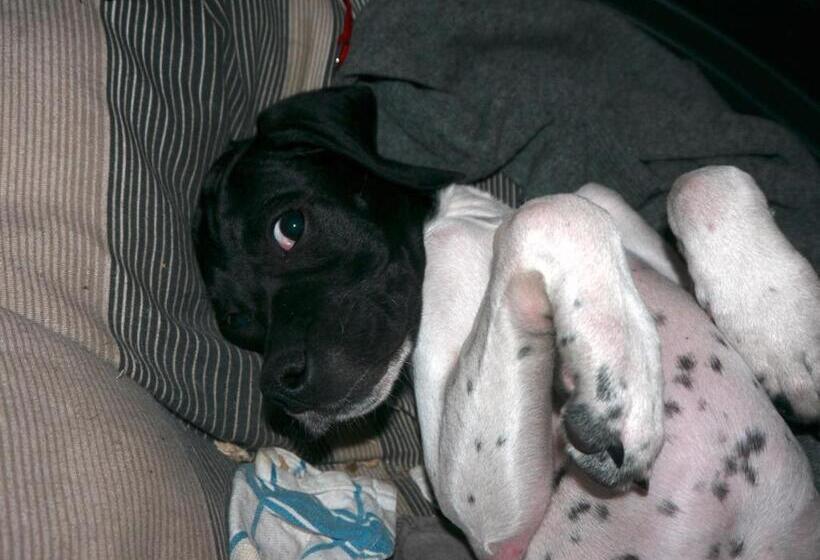 تختخواب و صبحانه Un Matin D’été