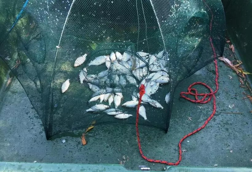 ペンション Vila Corsarul