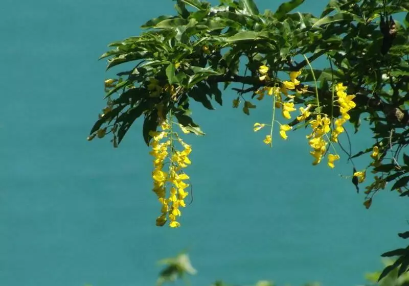 Majatalo Maggiociondolo