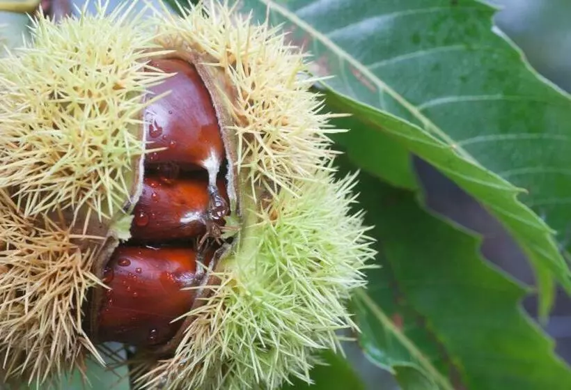 پانسیون Rochinha Cozy Home