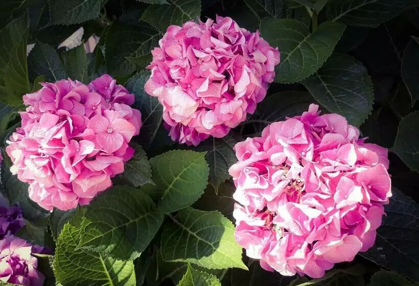 ペンション Salinarte