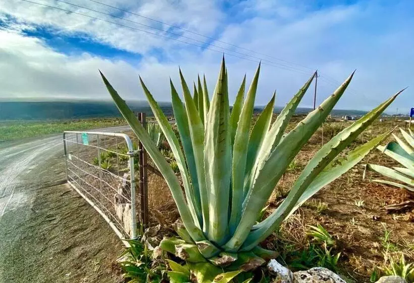 ベッドアンドブレックファースト Middelfontein Farm