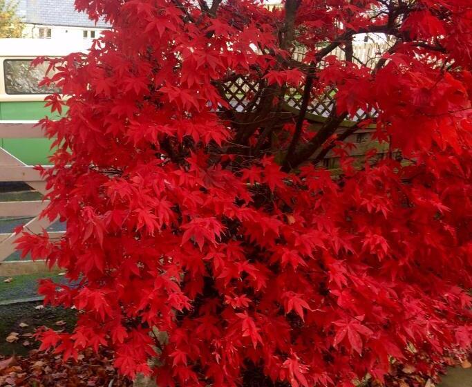 ベッドアンドブレックファースト Wellingtons