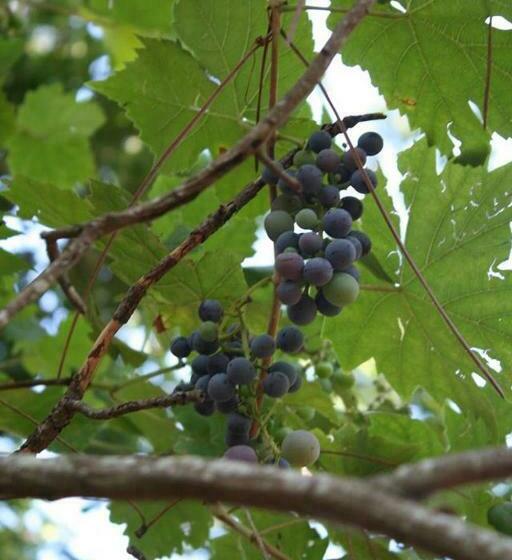 B&b Les Quatre Vents