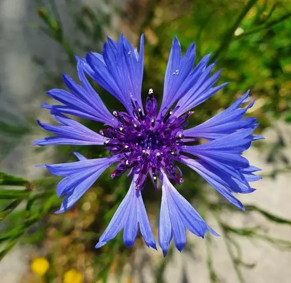 Aamiaismajoitus (B&B) Benb Zuidoord