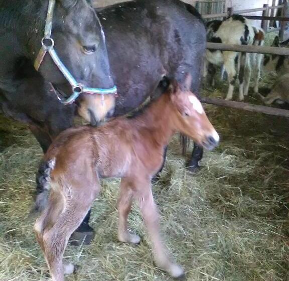 ホテル All Antica Ruggine