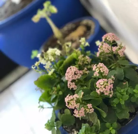 ホテル El Muniria