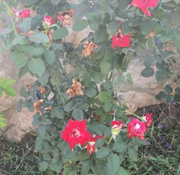 Hotell Artolive Datca