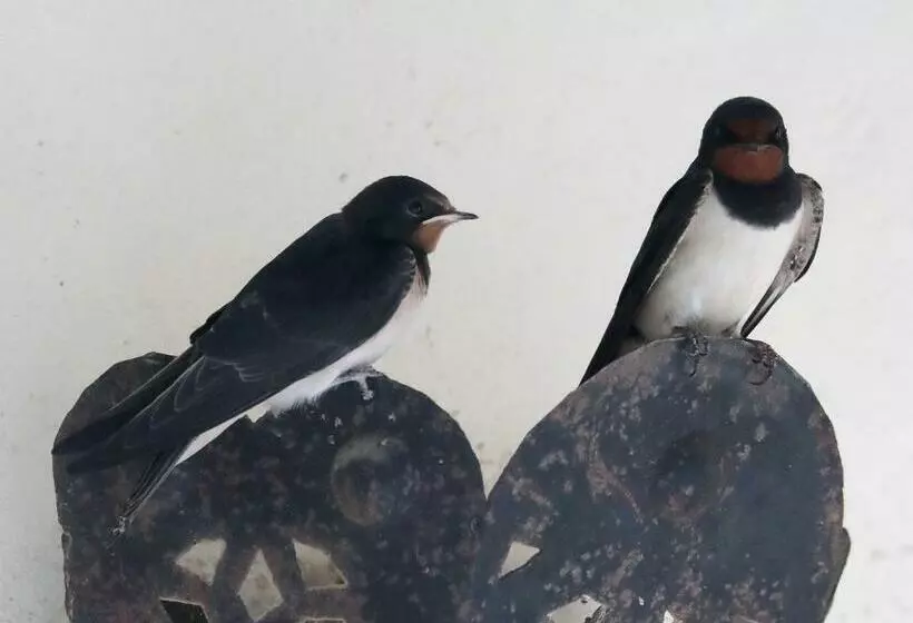 Aamiaismajoitus (B&B) Mas D Auzières