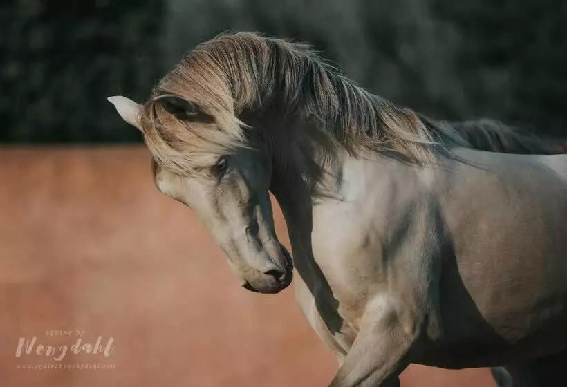 Aamiaismajoitus (B&B) Mas D Auzières