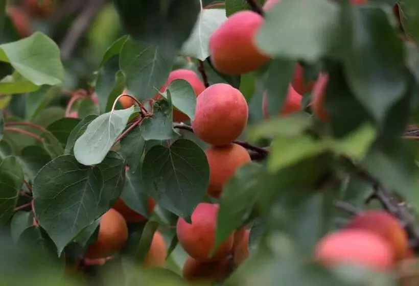 Aamiaismajoitus (B&B) Mas D Auzières