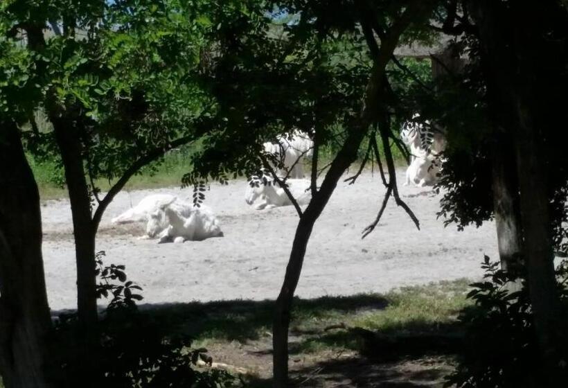 پانسیون Arkadenhof Zur Puszta Graf