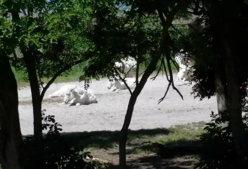 ペンション Arkadenhof Zur Puszta Graf