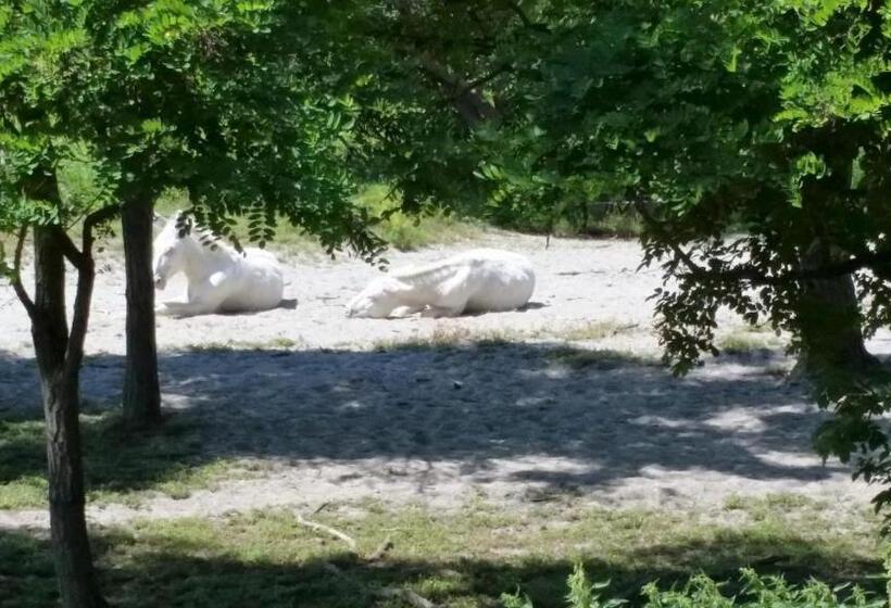 پانسیون Arkadenhof Zur Puszta Graf