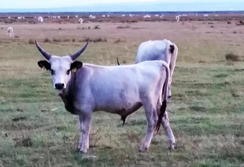 ペンション Arkadenhof Zur Puszta Graf