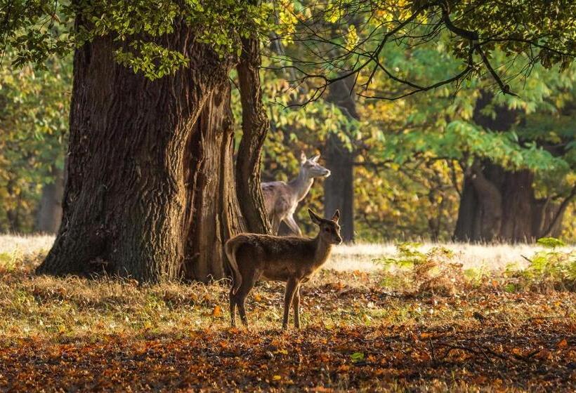 膳宿费 Appartement Bos En Duin