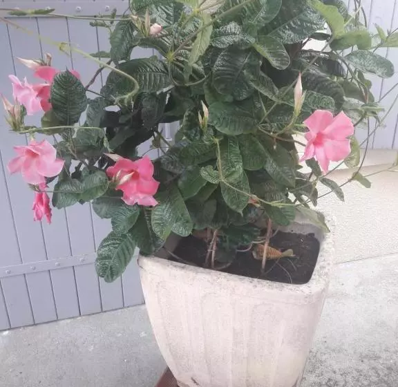 Aamiaismajoitus (B&B) La Charentaise Ch D Hôtes ,studio