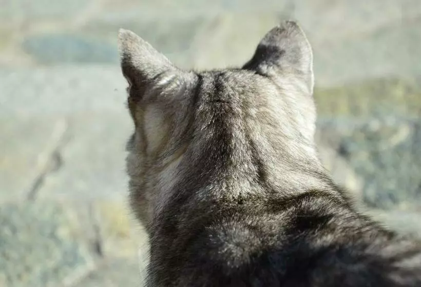 Aamiaismajoitus (B&B) Chambres Et Table D Hôtes Du Péré