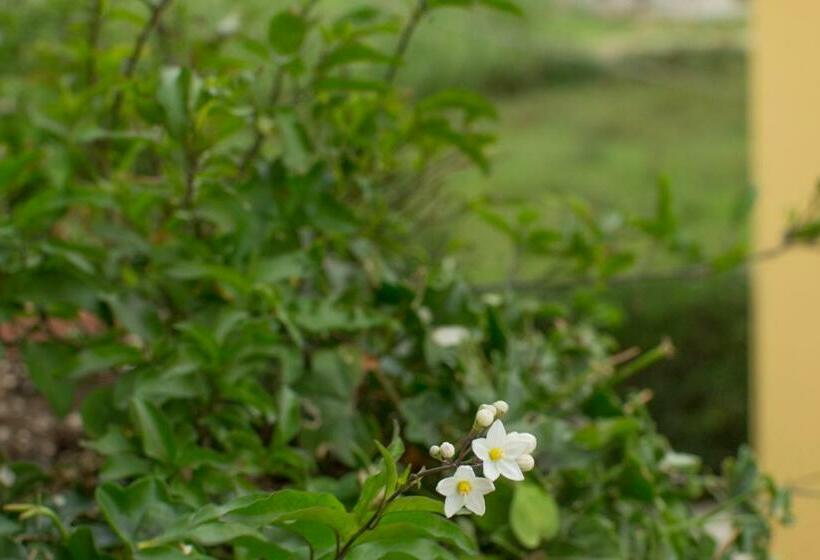 Bed and Breakfast Il Gelsomino