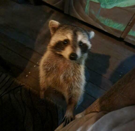 Pension Racoon Lodge