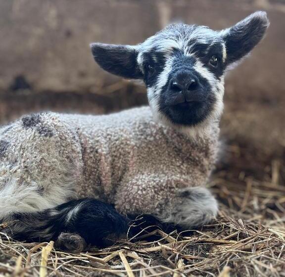 Hotel Berwyn Shepherds Hut