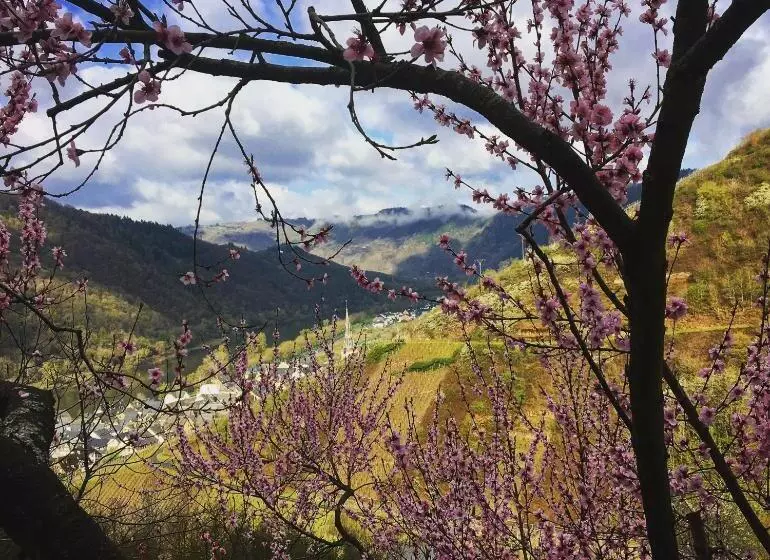 Aamiaismajoitus (B&B) Pension Rehschopp