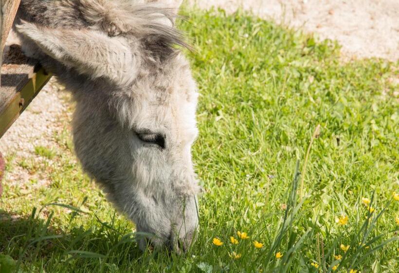 酒店 Reiterbauernhof Maho